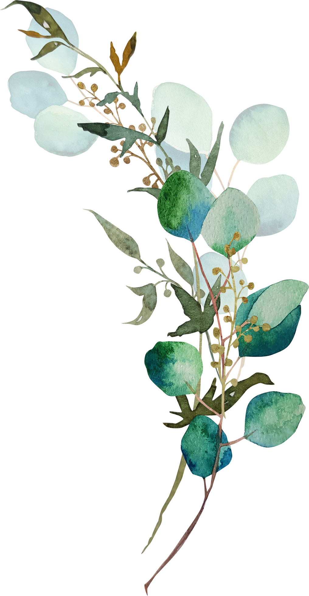 Green Eucalyptus Branch Watercolor Clipart