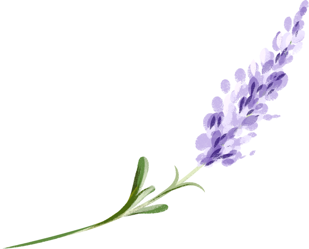 A watercolor branch of purple lavender. Lilac lavender.